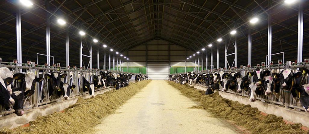 Cattle Lighting